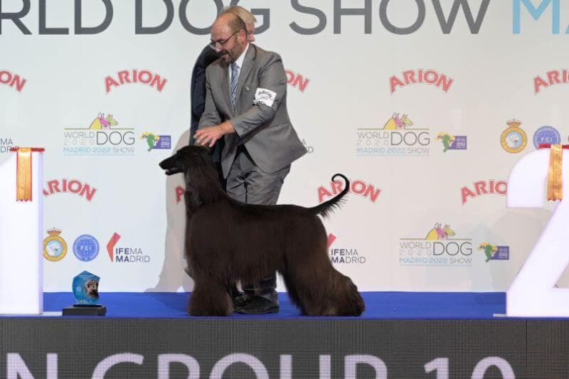 Jalila Bint Siraq Von Haussman (Afghan Hound)