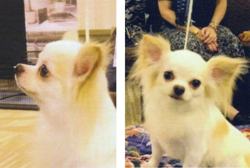 2 side-by-side images of Chihahua dogs showcasing the correct head