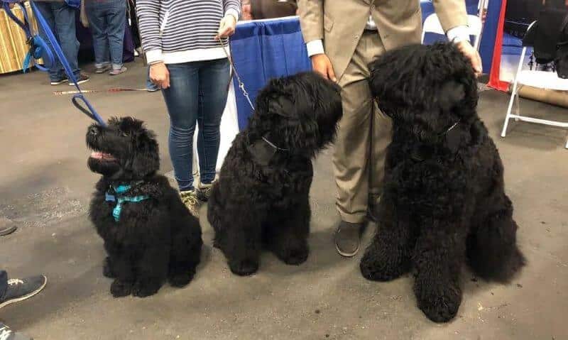 Black Beard Black Russians