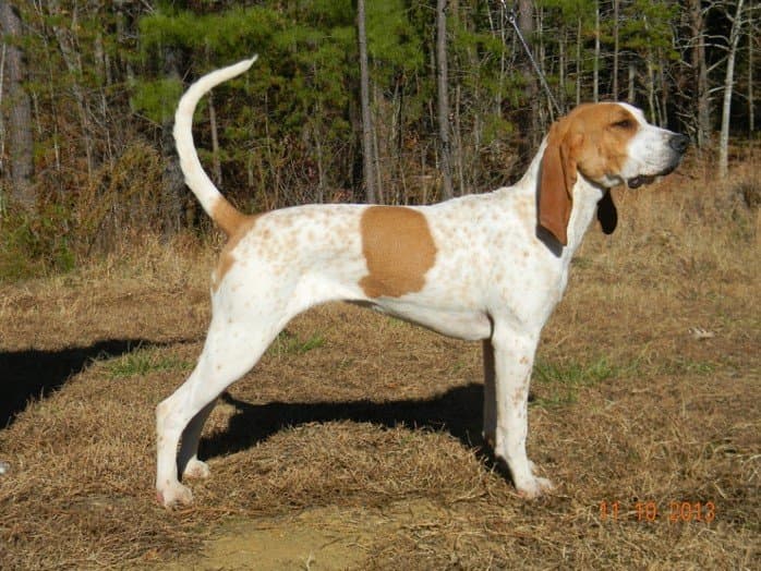 Dog standing in the woods