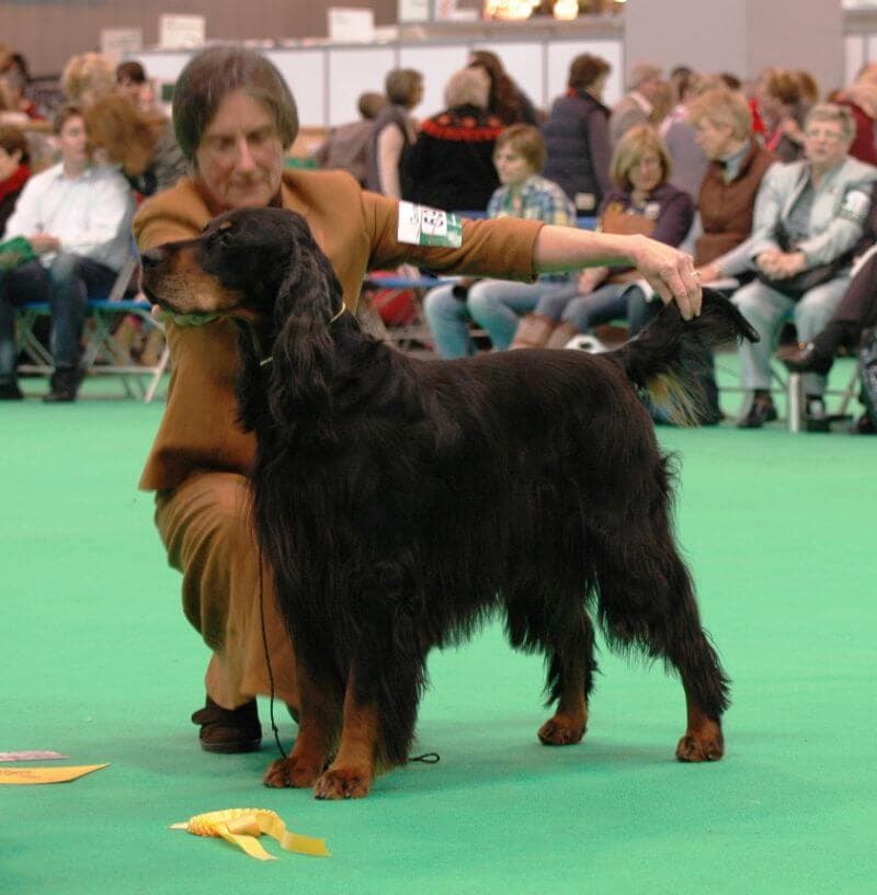 Rhonda Cornum - Munroc Farm Gordon Setters - ‘Amber,’ Crufts 2012