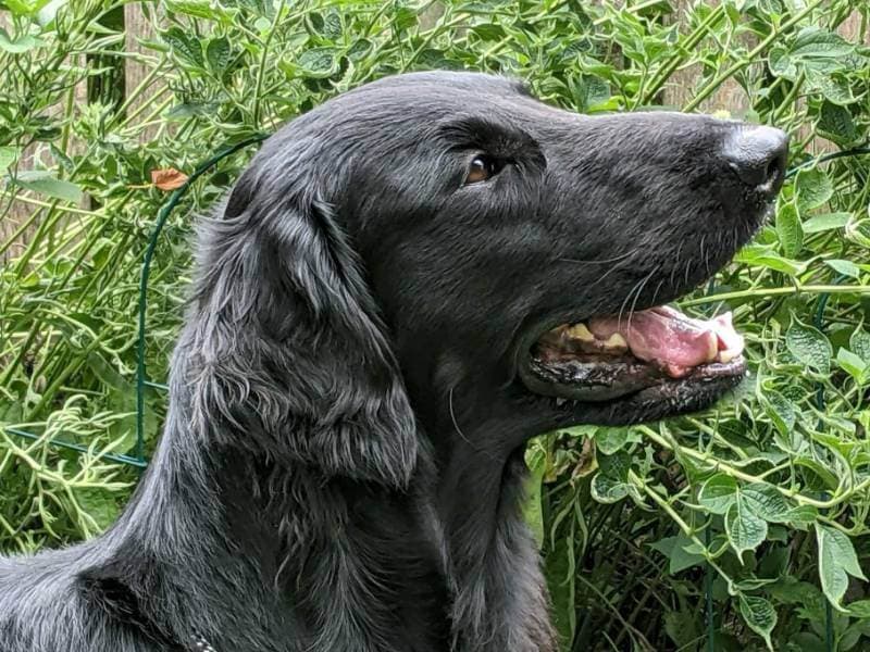 Flat Coated Retriever's head side photo
