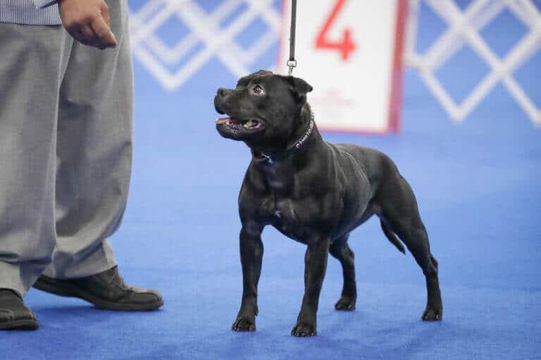 Staffordshire Bull Terrier ‘Hazel’ 