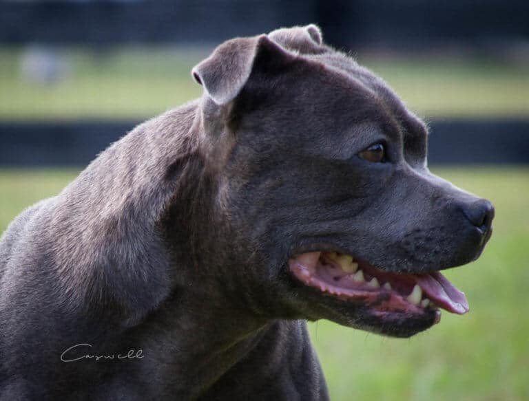 Staffordshire Bull Terrier 'Marina' 