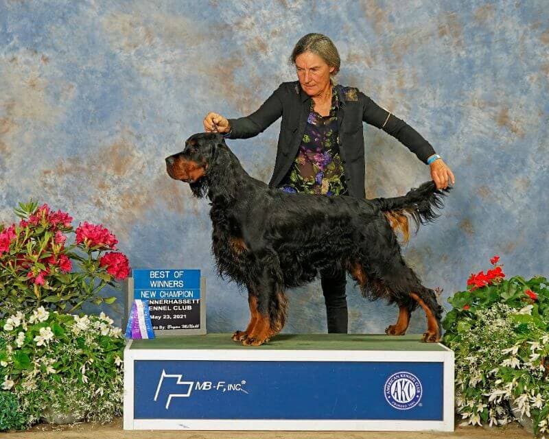 Rhonda Cornum - Munroc Farm Gordon Setters - ‘Marlon’ CH