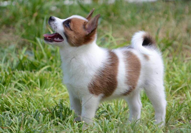 Norrbottenspets puppy