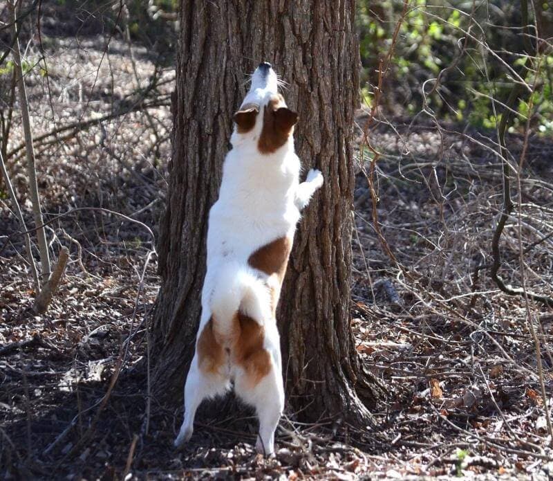Norrbottenspets dog shown chasing game 