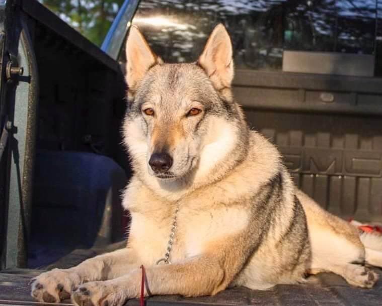 Czechoslovakian Vlcak Characteristics