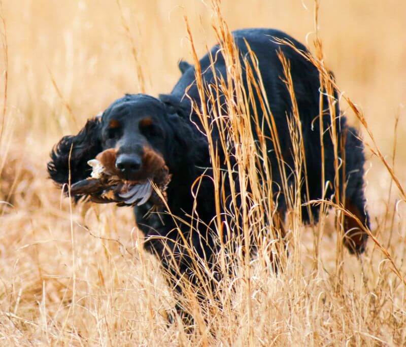 Munroc Farm Gordon Setters | Rhonda Cornum