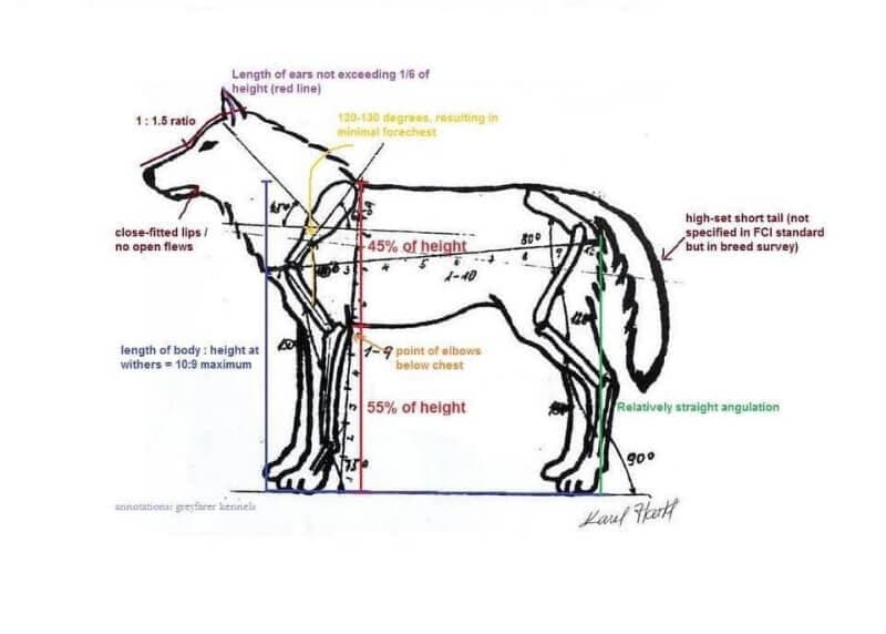 Czechoslovakian Vlcak dog drawing