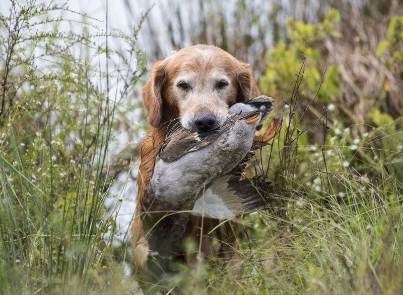 dog holding a duck in its mouth
