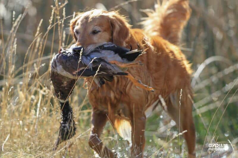 golden retriever holding a duck in its mouth