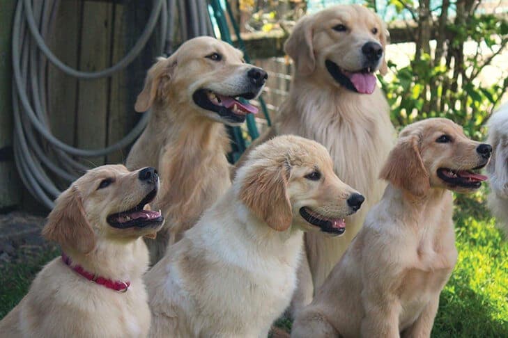 Five golden retriever sitting outside
