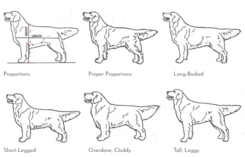 The Golden Retriever – Symmetry and Strength