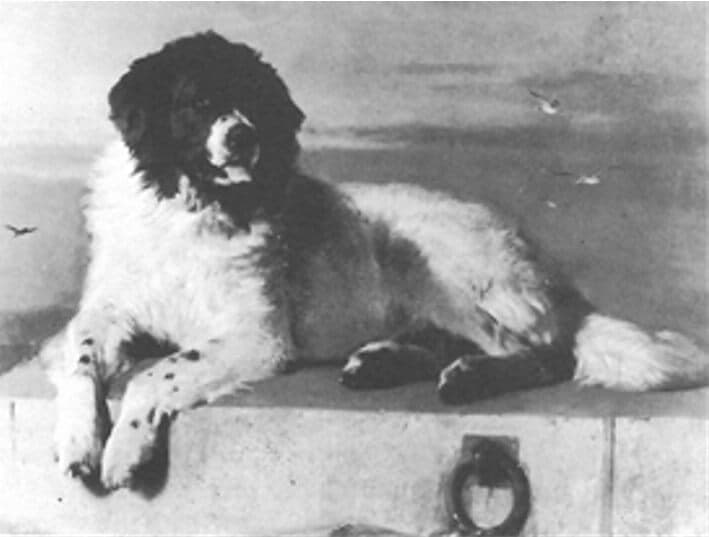 black and white photo of a black and white newfoundland dog sitting on a dock