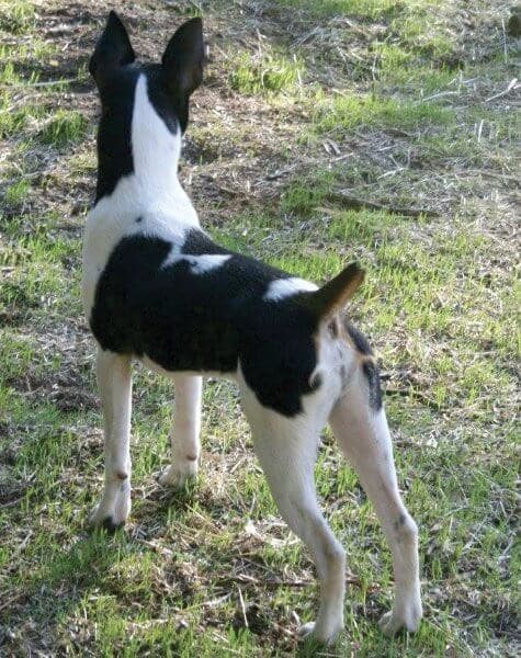rat terrier back photo