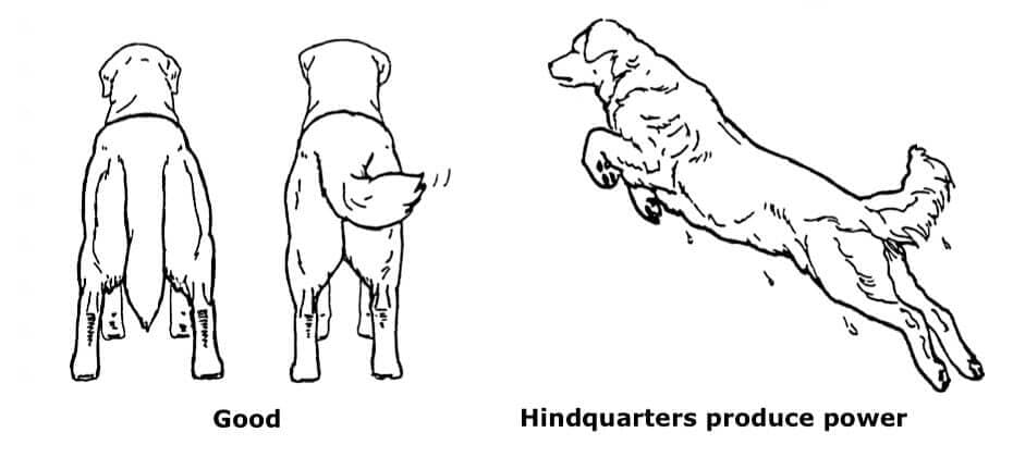 golden-retriever-movement-illustration