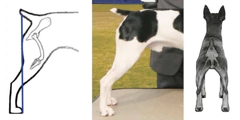 Rat terrier back photos combined