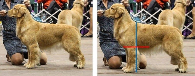 Length of leg (from ground to elbow) should be roughly equal to depth of body (from withers to elbow).