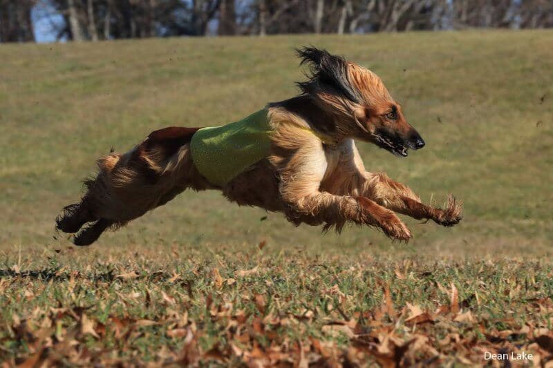 Afghan Hound lure coursing