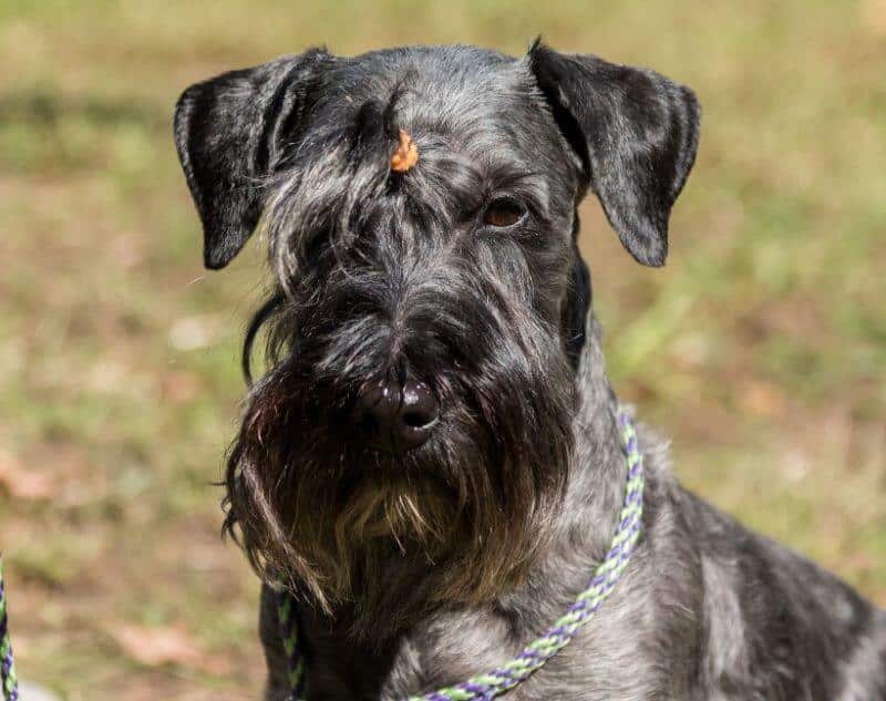 After her Best of Breed win at Montgomery, ‘Anna’ donned her ‘work clothes’ and headed for the National Earthdog Test.
