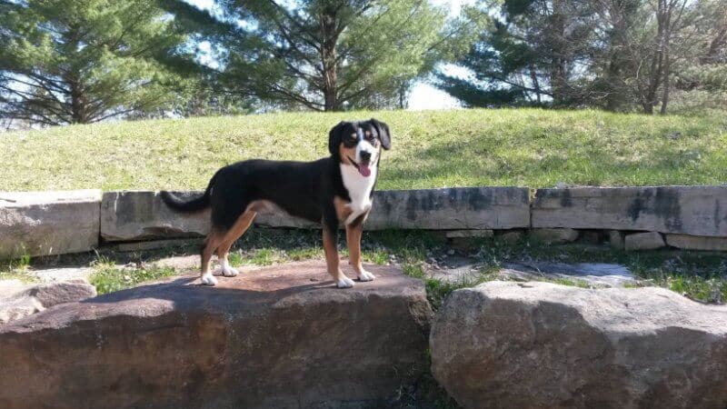 Entlebucher Standing