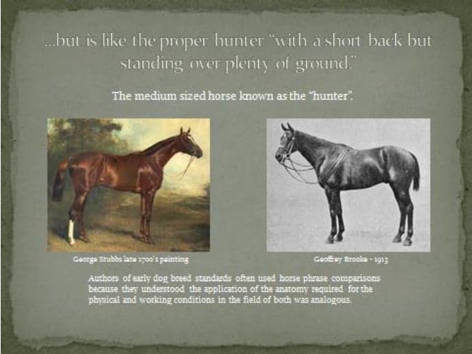 German Shorthaired Pointer Judges Education: Horse Slide