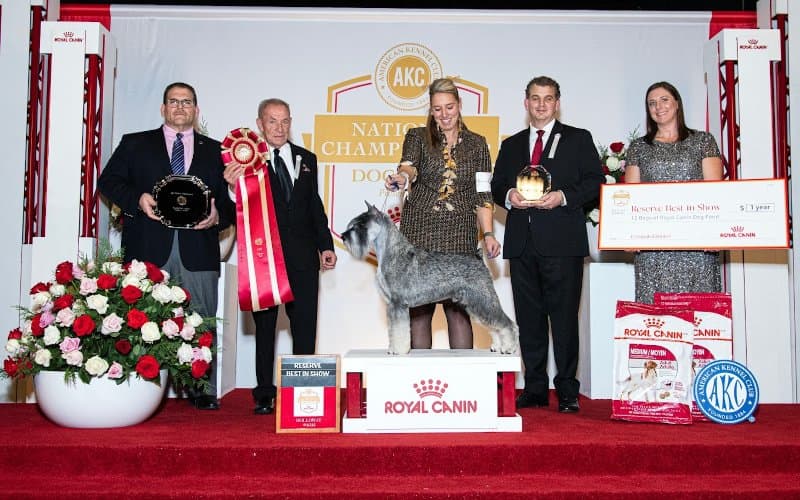 Reserve Best in Show: GCHG CH Crivitz Humphrey Bogart Von Diable, a Standard Schnauzer known as “Bogart,” owned by Amy Shaffer & J Low & W Matthews III & T Skinner of Crivitz, WI and bred by Amy Shaffer.Vicki Holloway (C) AKC