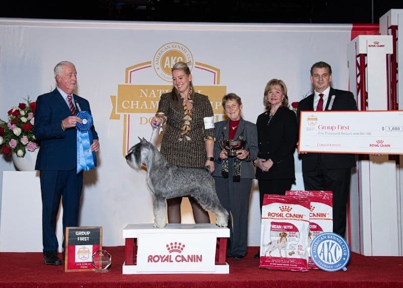 Working Group winner: GCHG CH Crivitz Humphrey Bogart Von Diable, a Standard Schnauzer known as “Bogart,” owned by Amy Shaffer & J Low & W Matthews III & T Skinner of Crivitz, WI and bred by Amy Shaffer.Vicki Holloway (C) AKC
