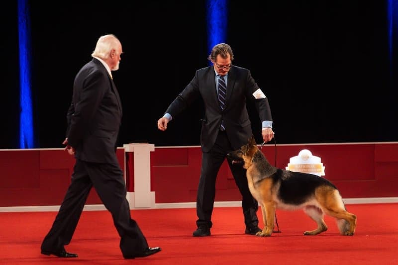 Herding Group winner: GCH CH Kaleef's Mercedes, a German Shepherd Dog known as “Mercedes,” owned by Cynthian Wilhelmy of Edgerton, WI and bred by Sheree Moses, Lauren Figler, Madeline Llewellyn, Jeanne Hamilton.Stephaniellen Photography (C) AKC