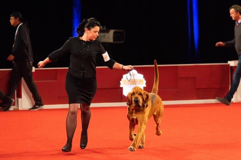 Hound Group winner: GCHS CH Flessner's Toot My Own Horn, a Bloodhound known as “Trumpet,” owned by Chris & Bryan Flessner &Tina Kocar & Heather Helmer of St. Joseph, IL and bred by Bryan Flessner, Chris Flessner, Tina M Kocar, Heather Buehner.Stephaniellen Photography (C) AKC