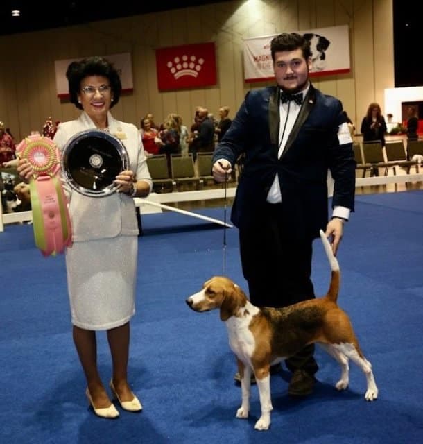 Junior Showmanship Finals 1st Place winner Noah Milam with his Harrier, CH Bydesign's Puerto Vallarta DreamStephaniellen Photography (C) AKC