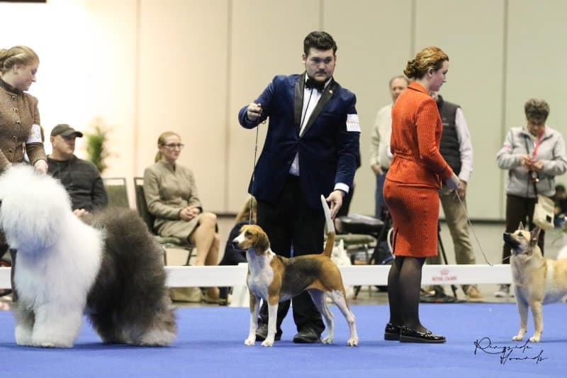 Meet Noah Milam – 2022 AKC National Championship Best Junior Handler