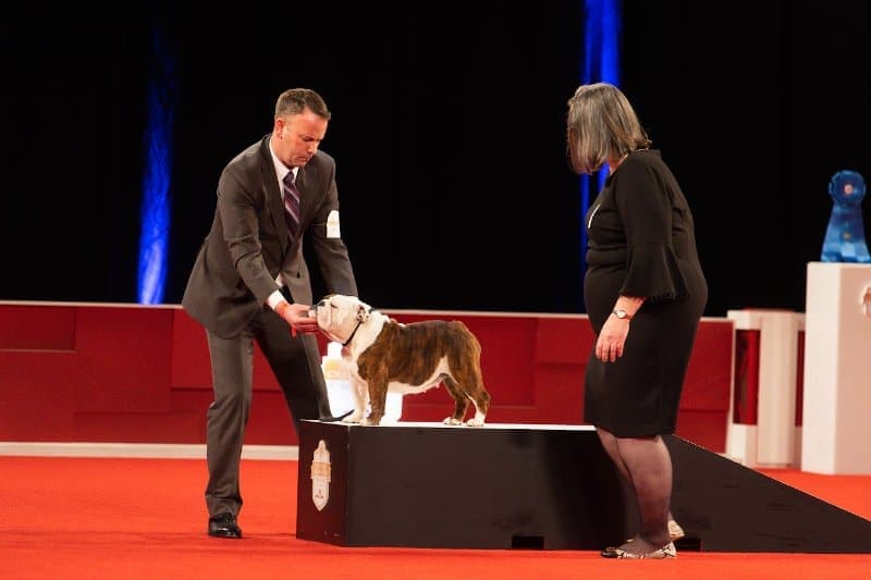 Non-Sporting Group winner: GCHG CH Cherokee Legend Encore, a Bulldog known as “Star,” owned by Alaina Moulton, Kevin Mason & Natalie Mason of Glen Rose, TX and bred by Cody T Sickle, Sherry Hazelett, Connie A Chambers.Stephaniellen Photography (C) AKC