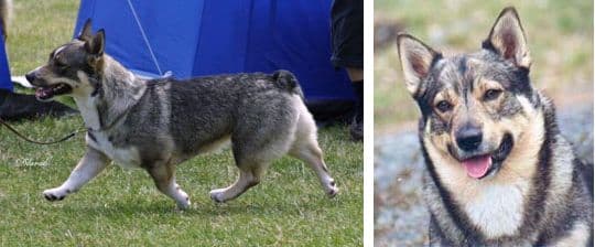 Combined photo of Swedish Vallhund dogs, left: side photo of a Swedish Vallhund at a dog show, right: Swedish Vallhund head photo 