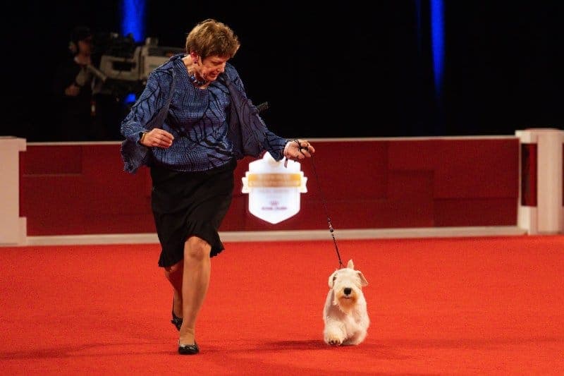 Terrier Group winner: GCHG CH Goodspice Efbe Money Stache, a Sealyham Terrier known as “Stache,” owned by Margery Good & Emily Bennett &F Bergeron & L Spiegel of Haltom City, TX and bred by Margery L Good, France Bergeron.Stephaniellen Photography (C) AKC