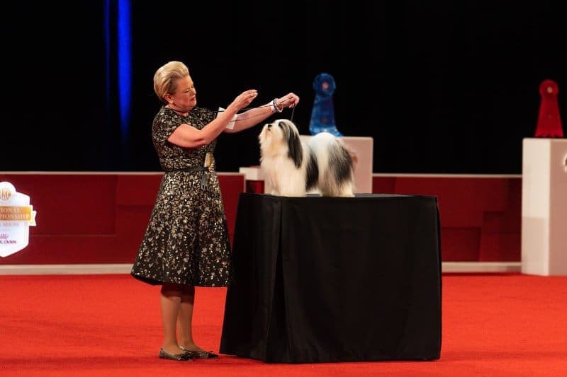 Toy Group winner: GCHP CH Kolmar's & Los Feliz The Man Of Steel, a Havanese known as “Clark,” owned by Anne Stevenson & Nancy Brown & Gary Brown & L Soar of Seattle, WA and bred by Mark W Kolbe.Stephaniellen Photography (C) AKC
