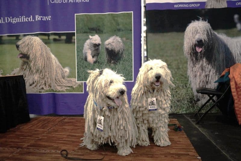 These Komonderok, ‘Zen’ on the left and ‘Ansel’ (her son) on the right, eagerly await their admirers. (Margaret Fox photo)