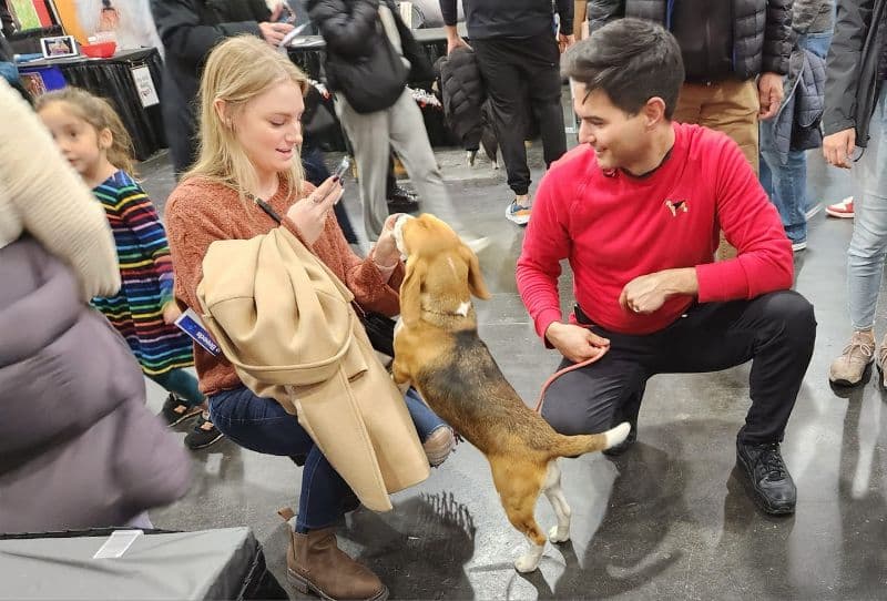 Up close and personal as it can be. The Beagle ambassador not only plays to the crowd, she joins it! (Mary Cummings photo)