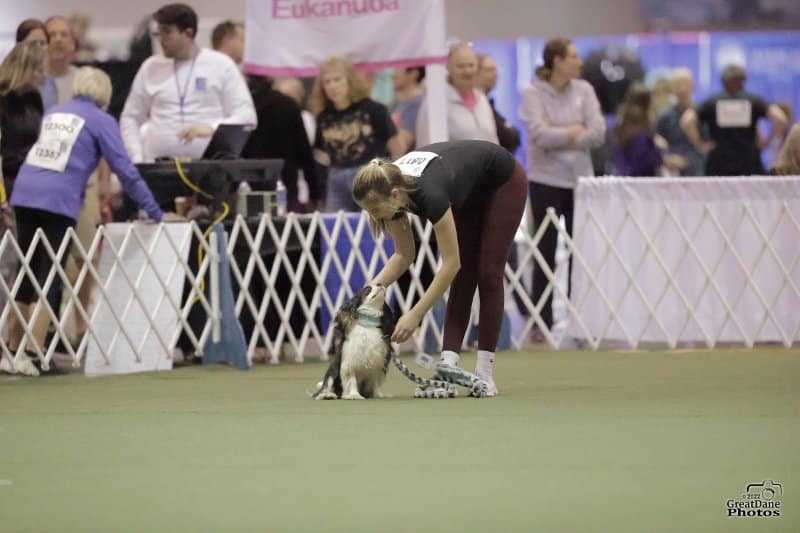 AKC Agility Invitational Winner – Junior Excellent Class (12”): Basil – Handler: Charly Teller