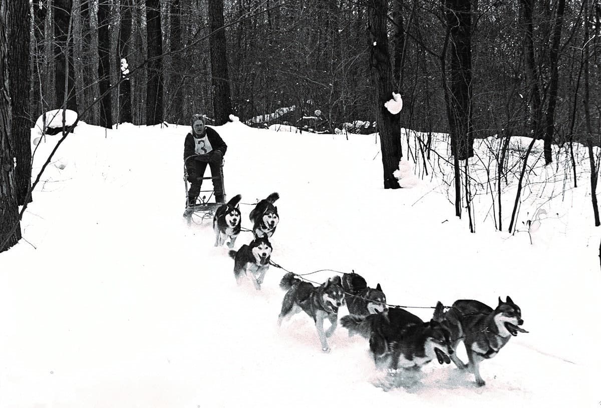Black and white photo of Judith sledding with her Siberian Huskies