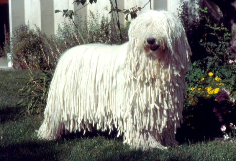 Adult Komondor dog