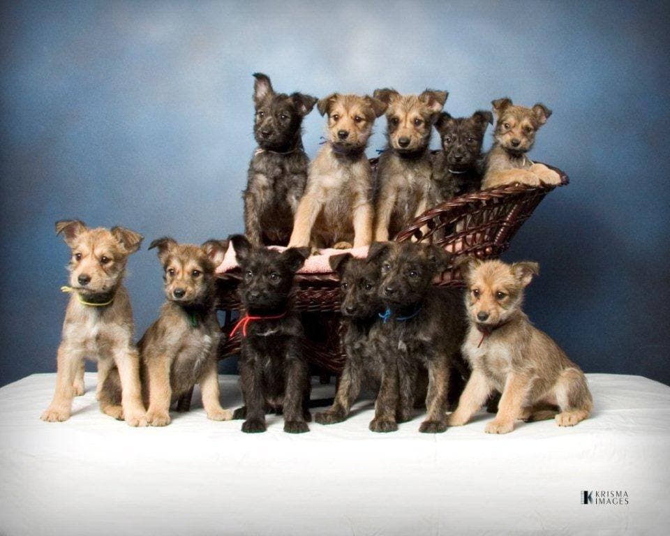 The first Sketchbook Picard litter, 11 pups, by Aero du Domaine de Saint Paul (French import) x Int. CH Mava de la Vallee du Mouton (Austrian import).