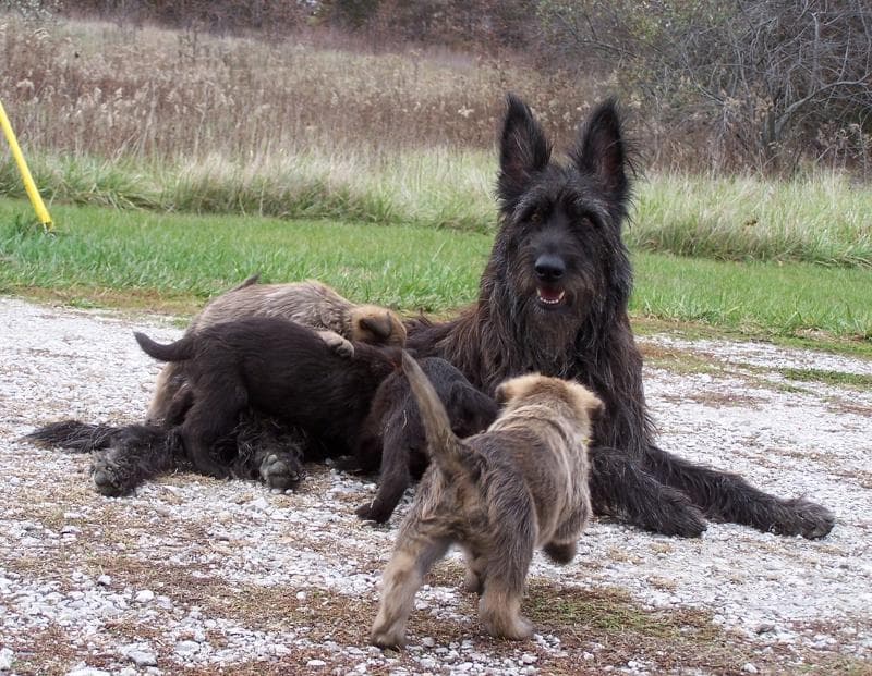 ‘Delta,’ CH AllStars Delta Barke CM PT, with pups. Delta and Mava are co-foundation bitches for Sketchbook Berger Picards.