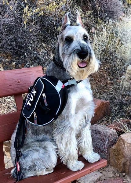 Gluten detection service dog, ‘Tux,’ Sketchbook Top Hat and Tails TKN