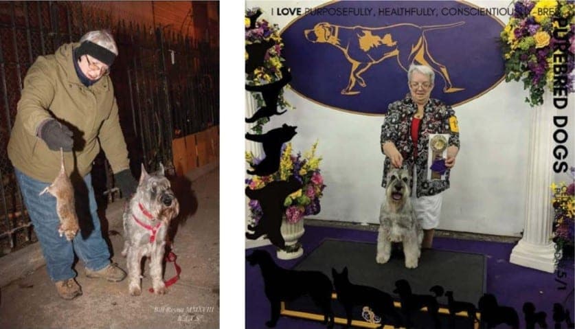 Liz Hansen with ‘Rooster,’ GCHG Sketchbook Rodeo Clown, privileged to join The R.A.T.S group in NYC for a hunt prior to Westminster (yes, Rooster caught that one!), and three days later, dressed up and AOM at The Garden.