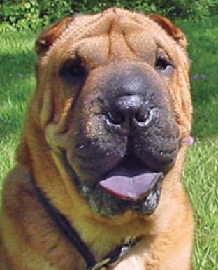 Chinese Shar-Pei head photo: With heat stress and panting, the blood vessels in the tongue dilate to help disperse body heat. This can make the tongue appear lighter and pinker, especially at the edges. Even in the case of extreme panting and heat, the tongue should never appear solid pink or pink-spotted.