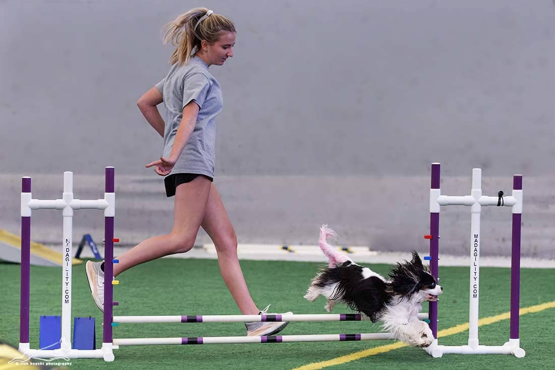AKC Agility Invitational Winner – Junior Excellent Class (12”): Basil – Handler: Charly Teller