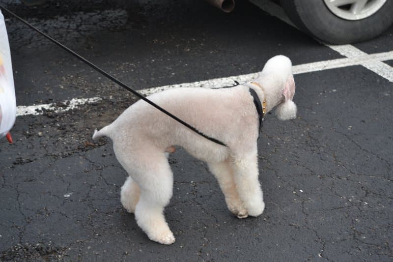 My first real interaction with a secondhand dog ‘Marcus.’ This photo taken ‘out behind the barn’ after going BOW at the National Specialty. It was love at first sight.