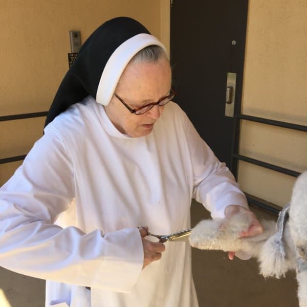 Sister Mary Dolorosa, a former Bedlington breeder, grooms to perfection. The results are divine!!!